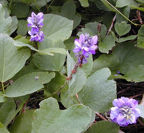Flowers That Starting With K