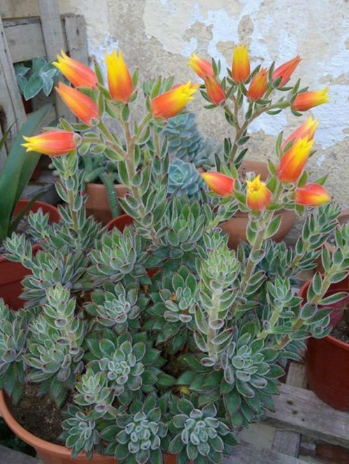 top Trailing Echeverias