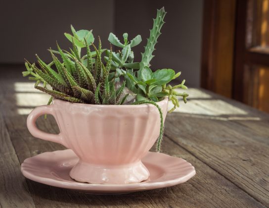 Vintage Style Indoor Plant Decoration Ideas