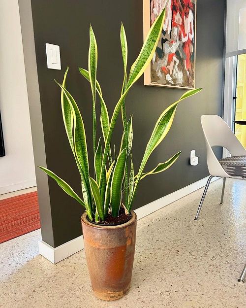 best Easy Houseplants for Seniors