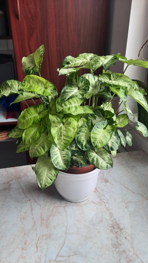 best Easy Houseplants for Seniors