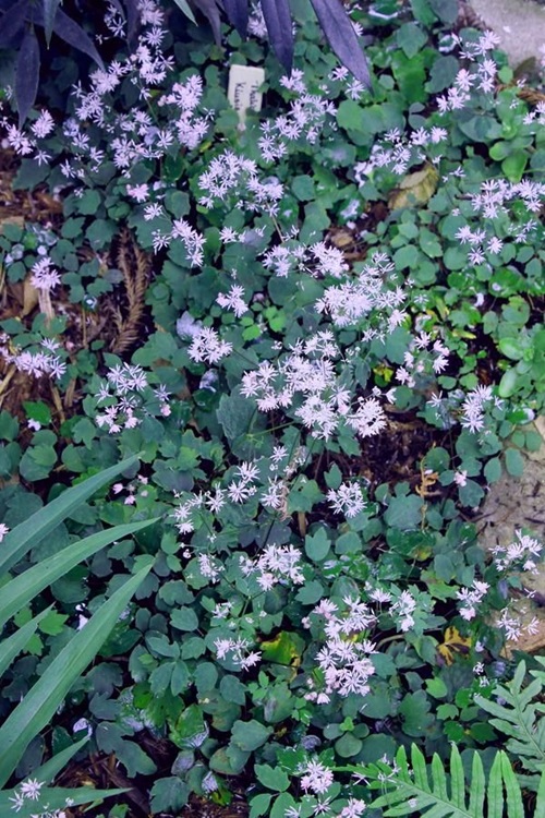 Flowers that begin with K