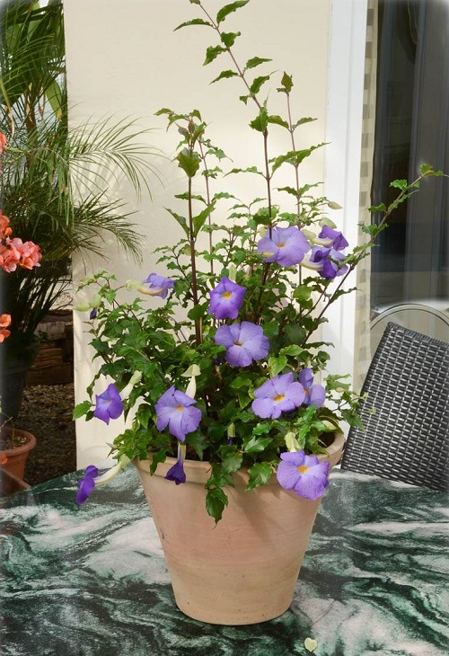 Flowers That Starting With K