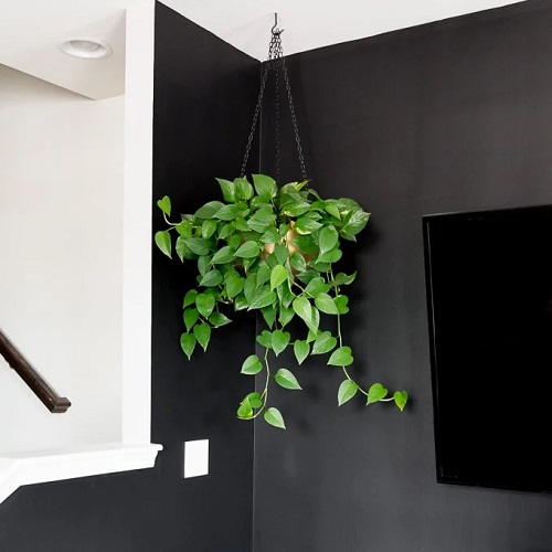 Use a Pot as a Chandelier