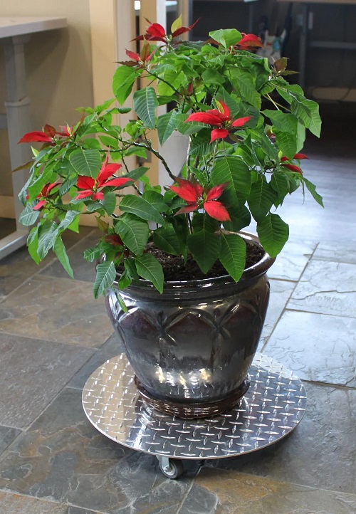 Use a Wheeled Plant Caddy