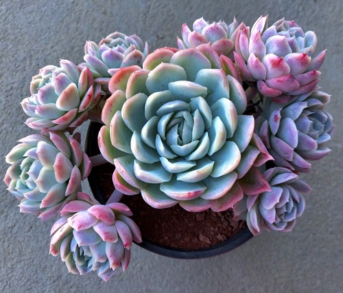 top Best Trailing Echeverias