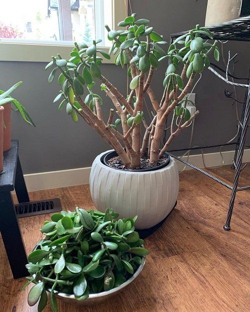 Prune Out the Extending Stems