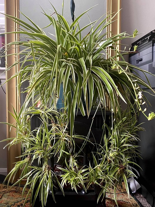 Use this garlic hack to keep your spider plant pest free and flourishing