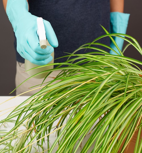 Garlic spray for Your Spider Plant