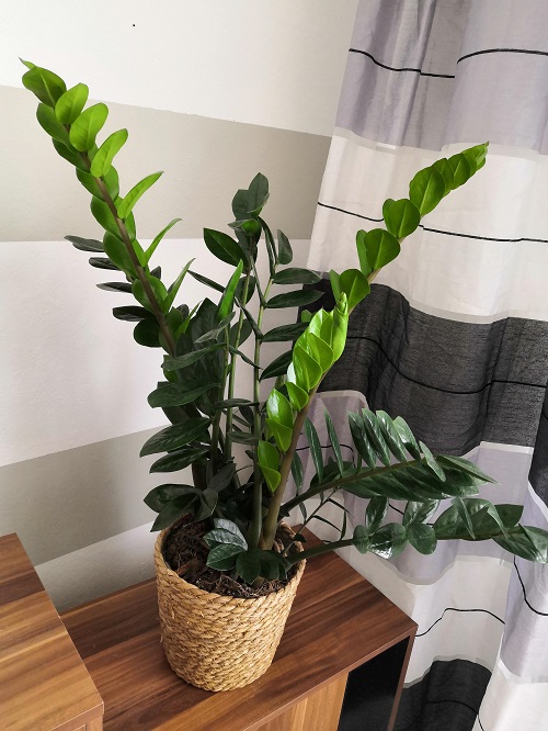 amazing Easy Houseplants for Seniors