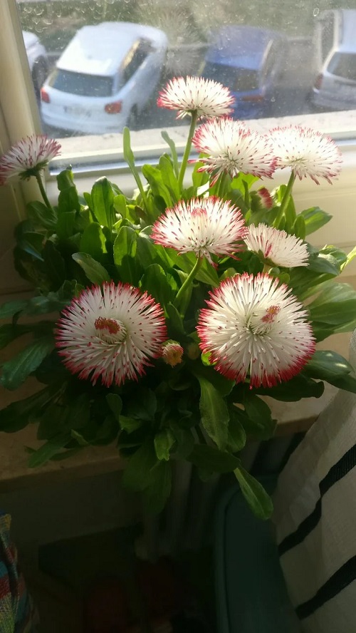 Indoor Plants Native to Europe 3