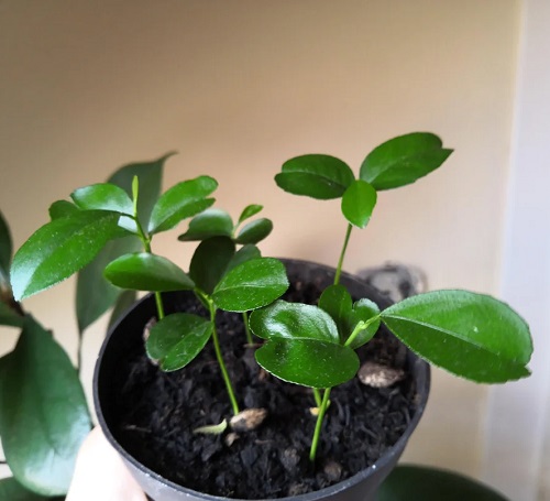 Bonsai Orange Tree Care 2