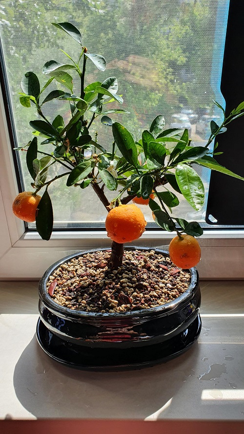 Orange Bonsai Tree
