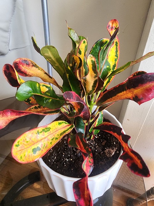Croton Mammy Care and Growing Guide