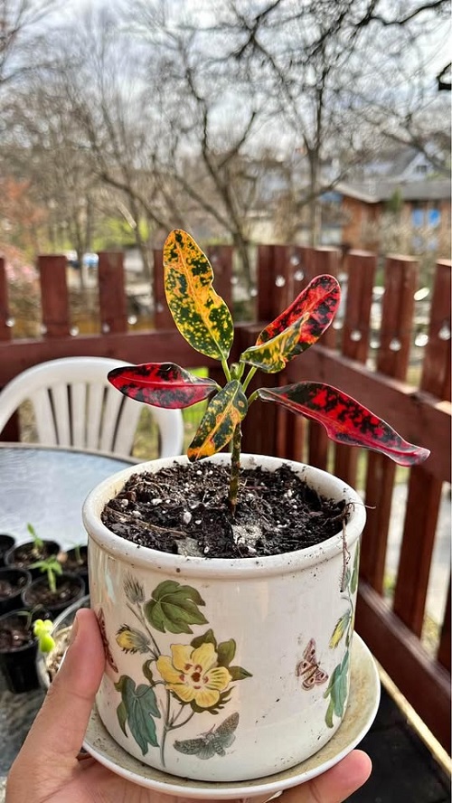 Croton Mammy Plant Propagation