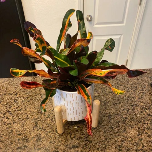 Croton Mammy Care