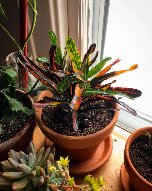 Requirements for Growing Croton Mammy