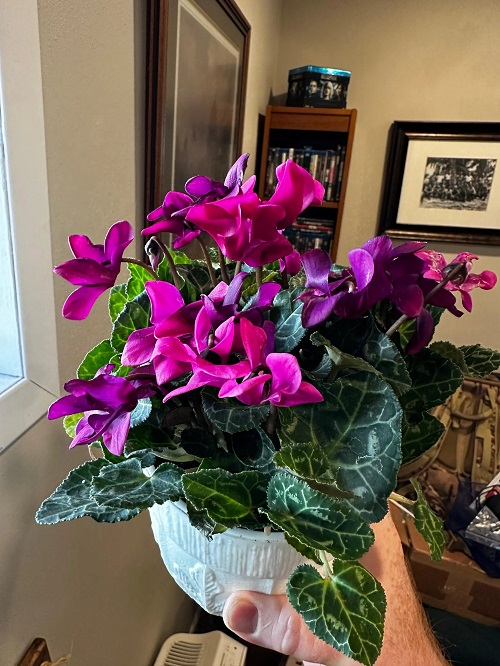 Beautiful Indoor Plants 3
