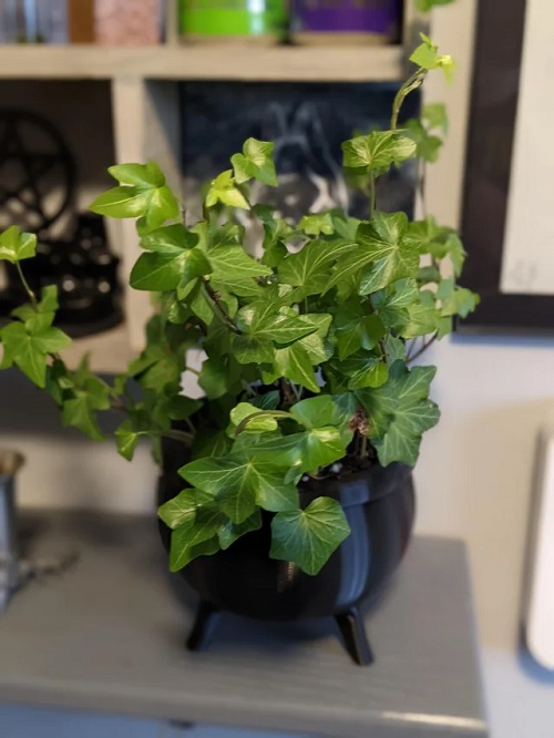 Indoor Plants Native to Europe 2