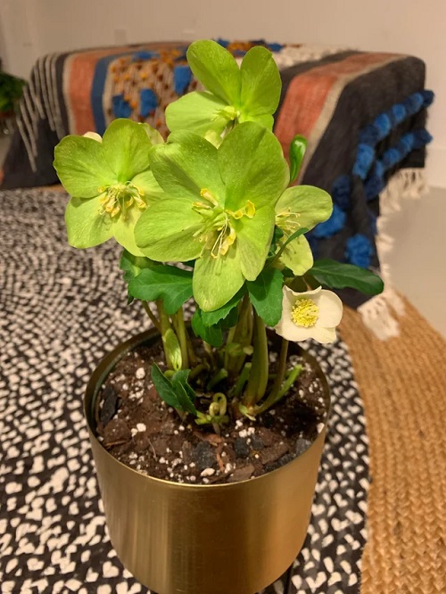 Beautiful Indoor Plants 2