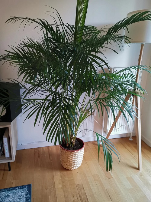 Potent Indoor Palm Benefits Proven in Studies 2