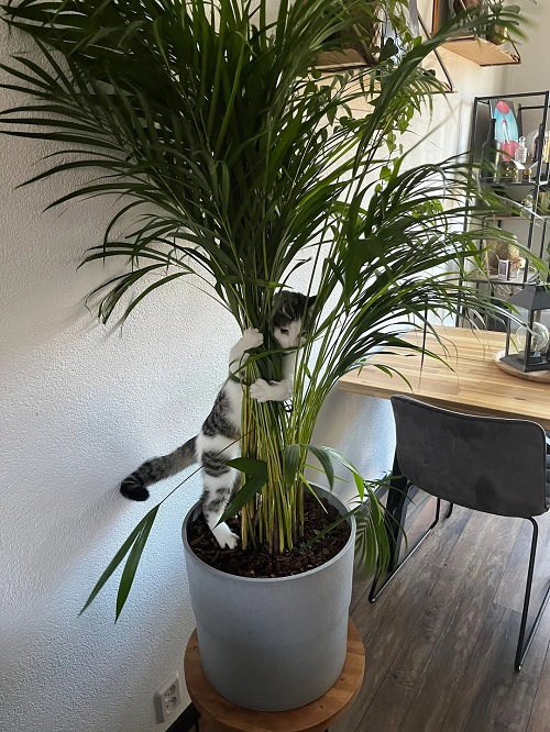 indoor plants Safe for Pets