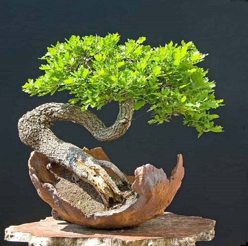 Oak Bonsai Tree Decor Ideas 1