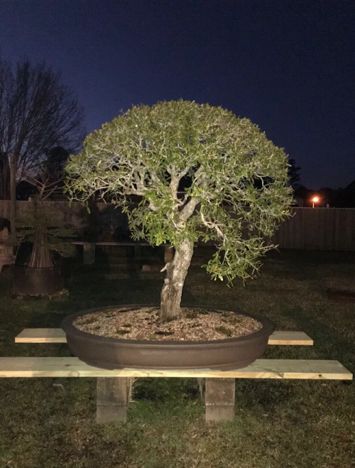 Best Oak Bonsai Tree Decor Ideas 5