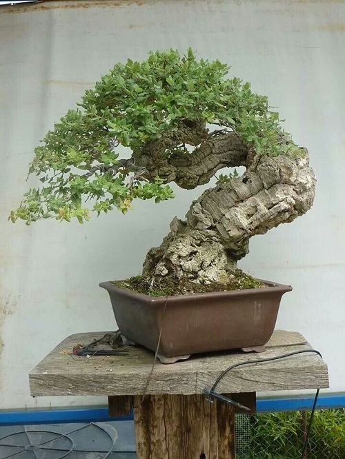 Top Oak Bonsai Tree Decor Ideas 1