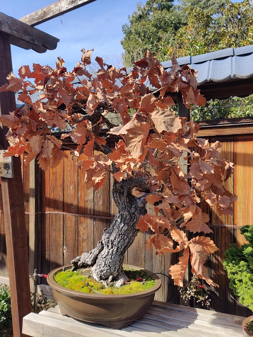 Top Oak Bonsai Tree Decor Ideas 2