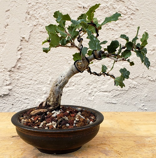 Top Oak Bonsai Tree Decor Ideas 3