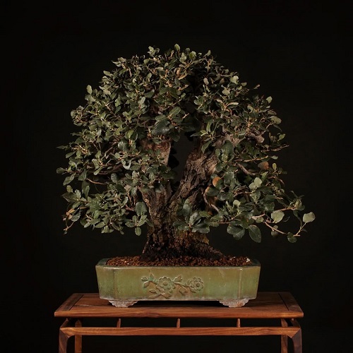 Top Oak Bonsai Tree Decor Ideas 4