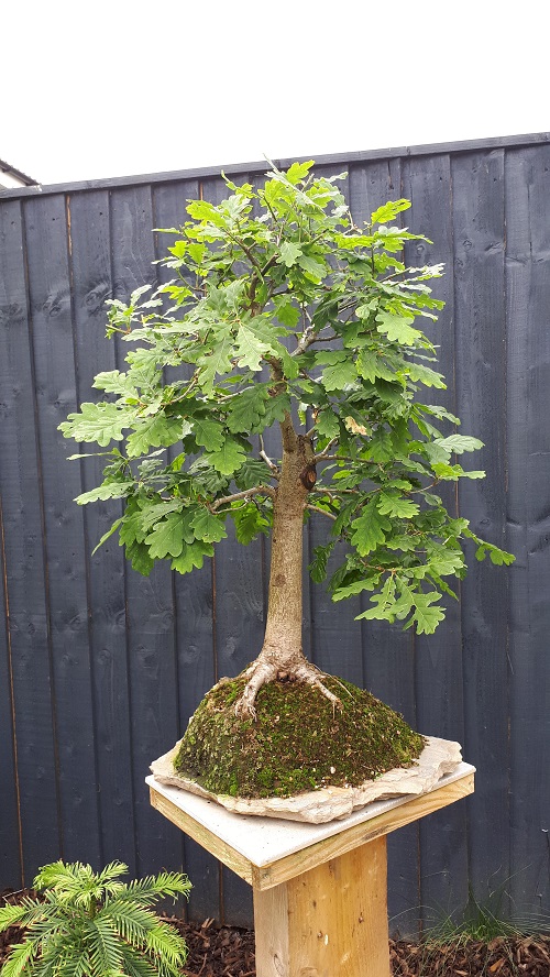 Top Oak Bonsai Tree Decor Ideas 5