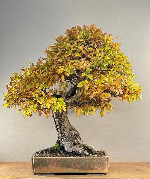 Oak Bonsai Tree Decor Ideas 2
