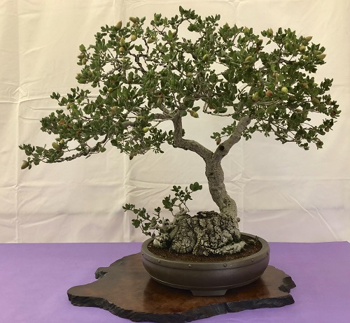 Oak Bonsai Tree Decor Ideas 3