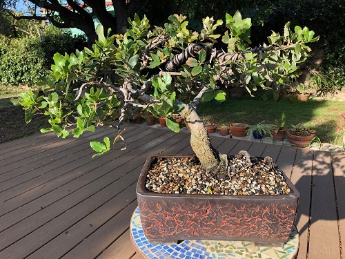 Oak Bonsai Tree Decor Ideas 4
