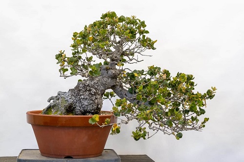 Best Oak Bonsai Tree Decor Ideas 1