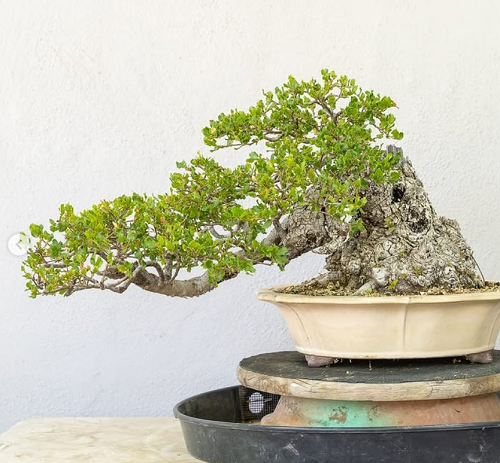 Best Oak Bonsai Tree Decor Ideas 2