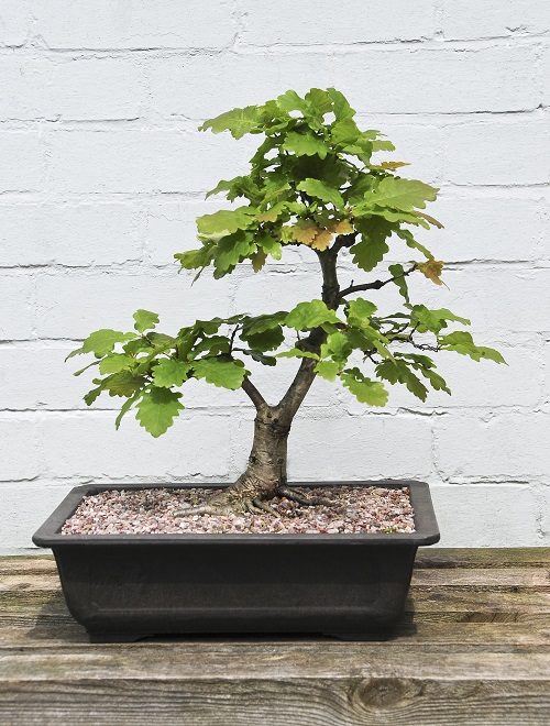 Best Oak Bonsai Tree Decor Ideas 3