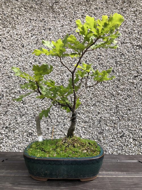 Best Oak Bonsai Tree Decor Ideas 4