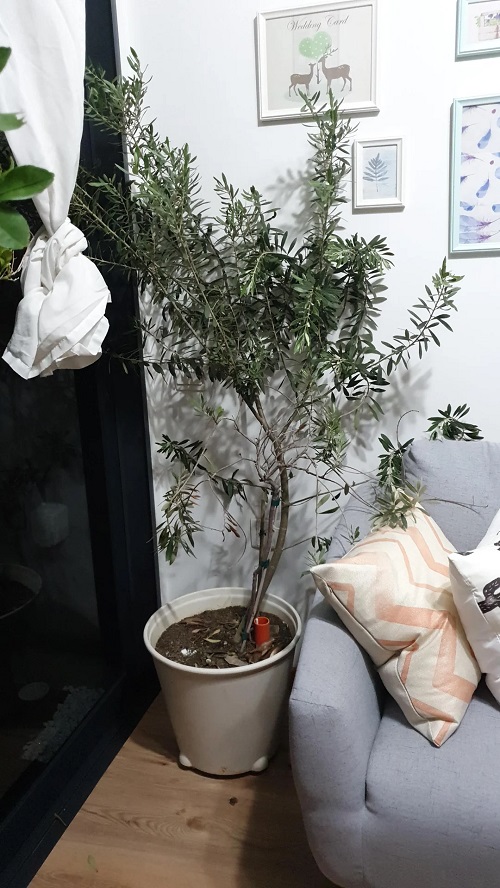 Best European Houseplants 3