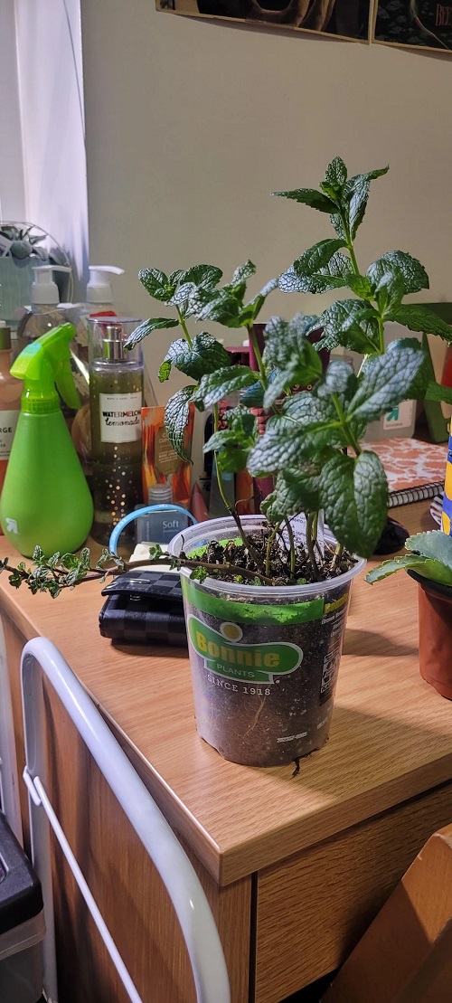 Best European Houseplants 1