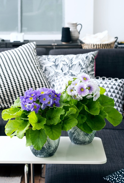 Beautiful Indoor Plants