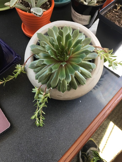 Sempervivums indoor