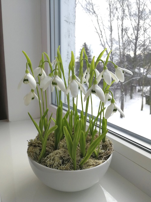 Indoor Plants Native to Europe 