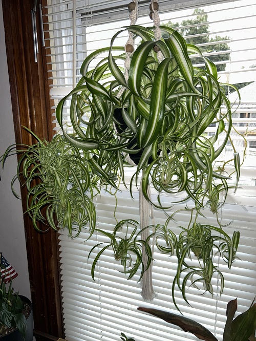 How to Make a Spider Plant Overflow with Pups- Without Fertilizer 3