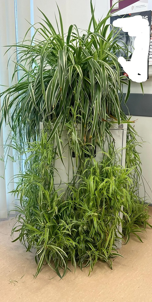 How to Make a Spider Plant Overflow with Pups- Without Fertilizer 1