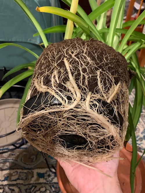 Spider Plant Root Bound