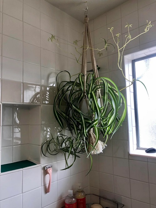 Spider Plant in bathroom