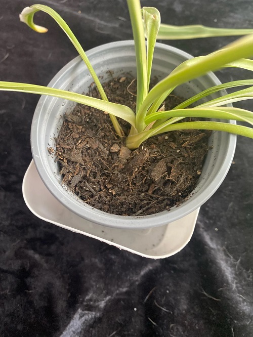 Spider Plant Dry Soil